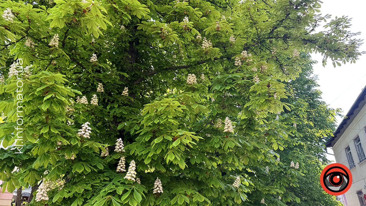 Травнева краса: У Коломиї зацвіли каштани 11