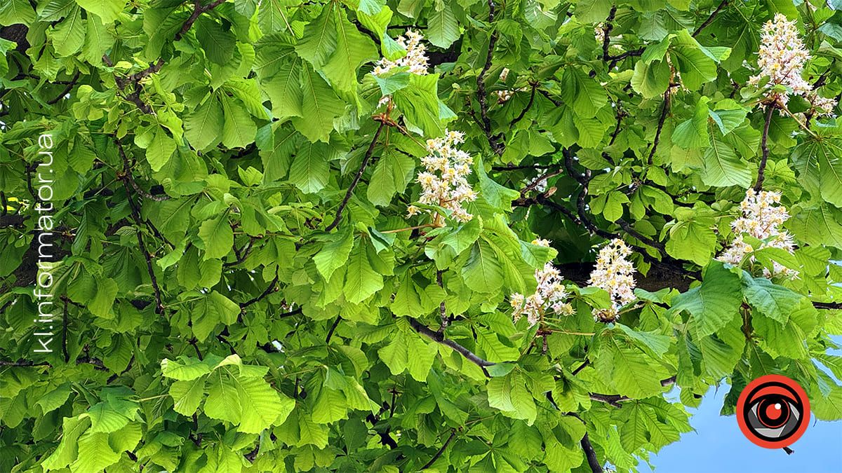 Травнева краса: У Коломиї зацвіли каштани 10