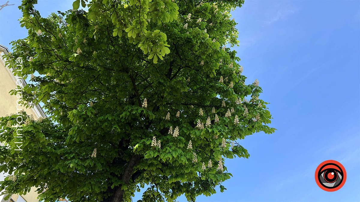 Травнева краса: У Коломиї зацвіли каштани 9