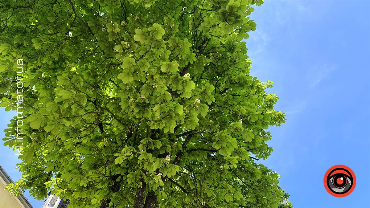 Травнева краса: У Коломиї зацвіли каштани 4