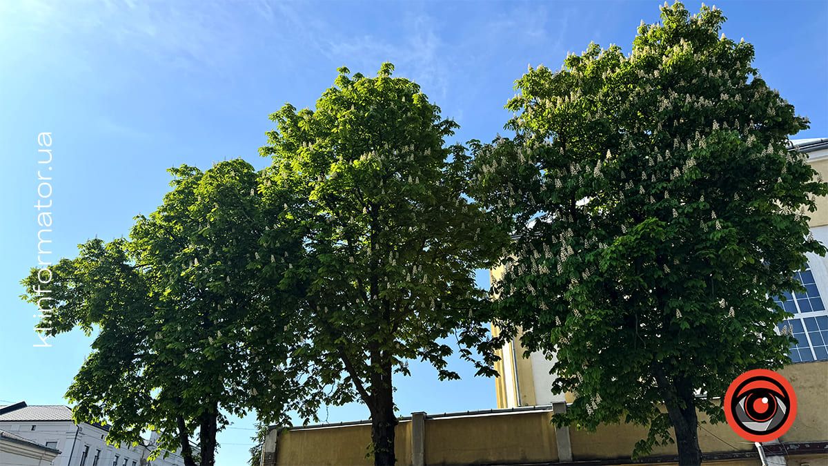 Травнева краса: У Коломиї зацвіли каштани 3