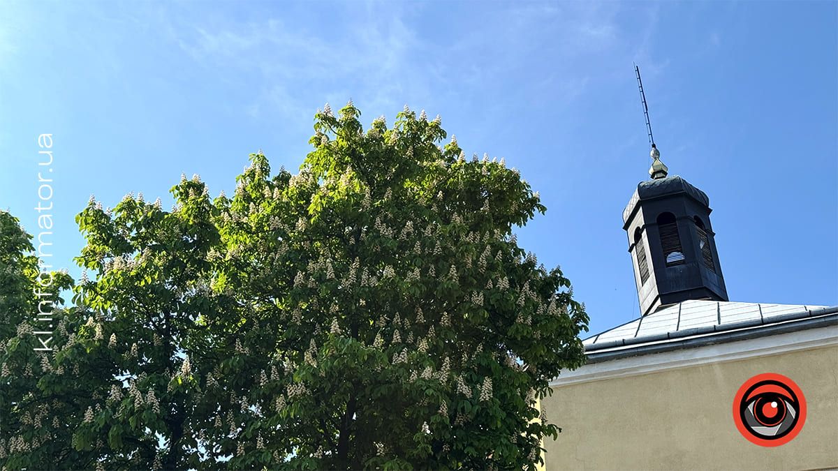 Травнева краса: У Коломиї зацвіли каштани 1
