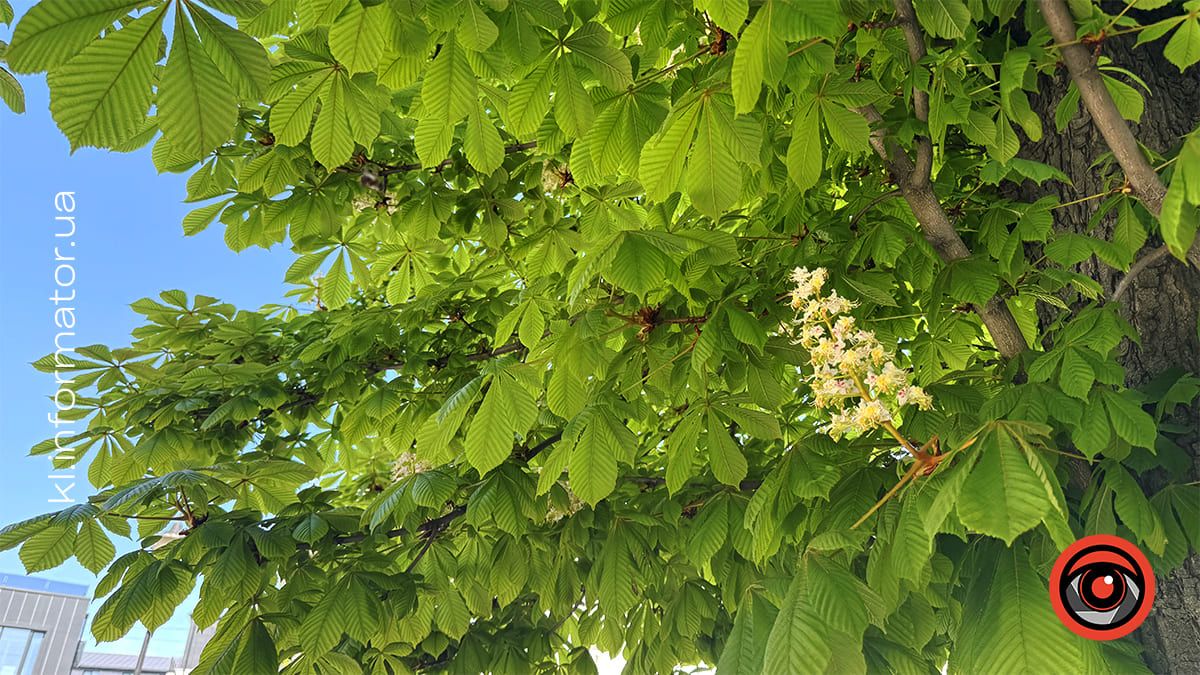 Травнева краса: У Коломиї зацвіли каштани 2