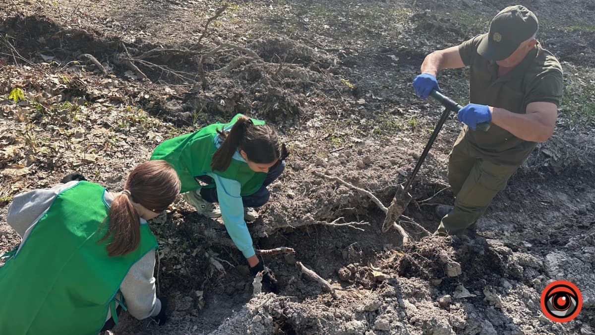 Зрубав дерево - посади нове: як на Коломийщині висаджували дуби 5