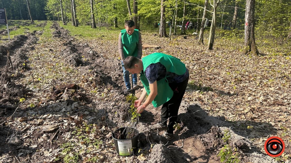 Зрубав дерево - посади нове: як на Коломийщині висаджували дуби 6