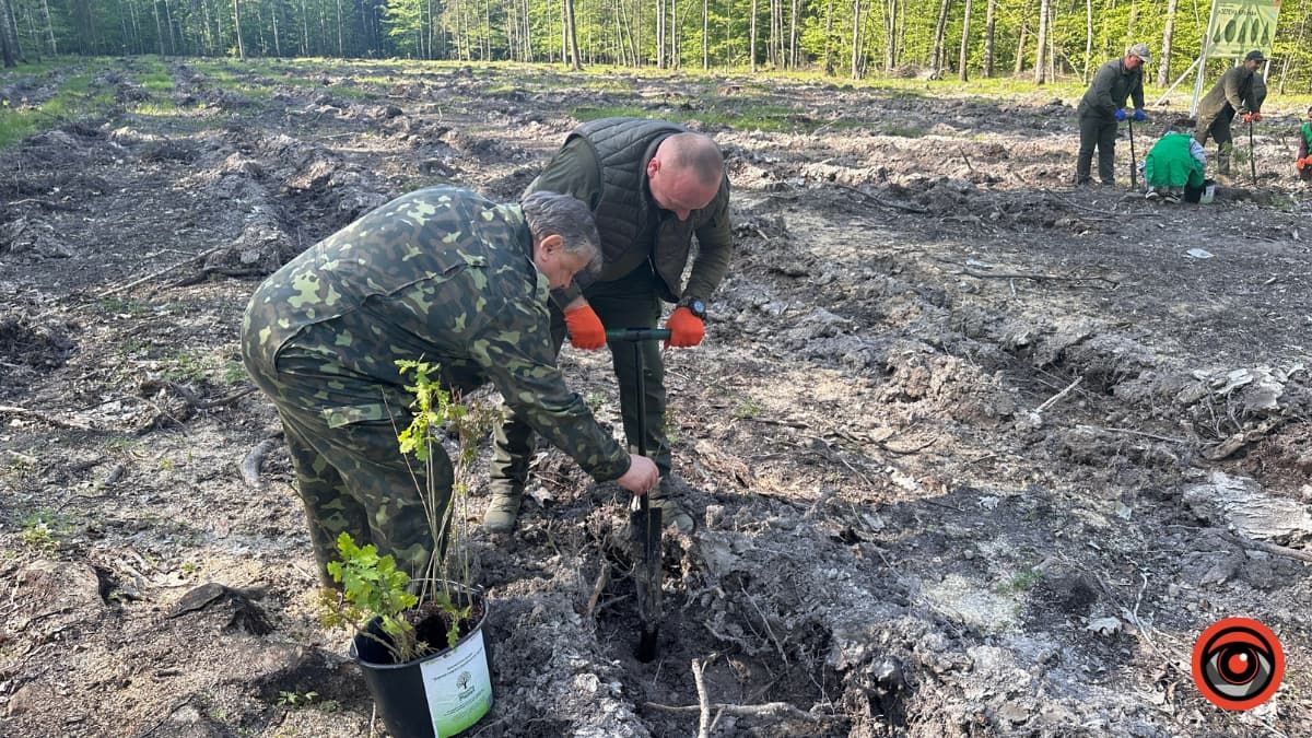 Зрубав дерево - посади нове: як на Коломийщині висаджували дуби 8