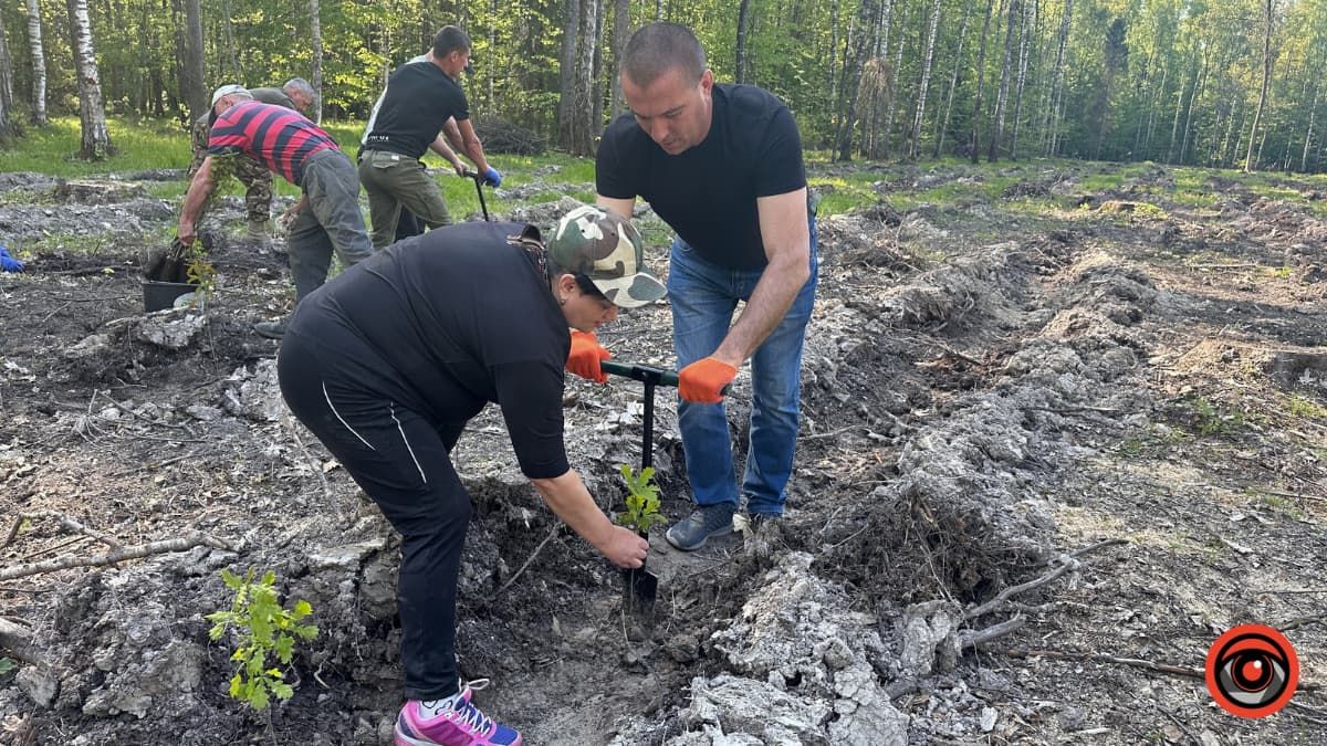 Зрубав дерево - посади нове: як на Коломийщині висаджували дуби 9