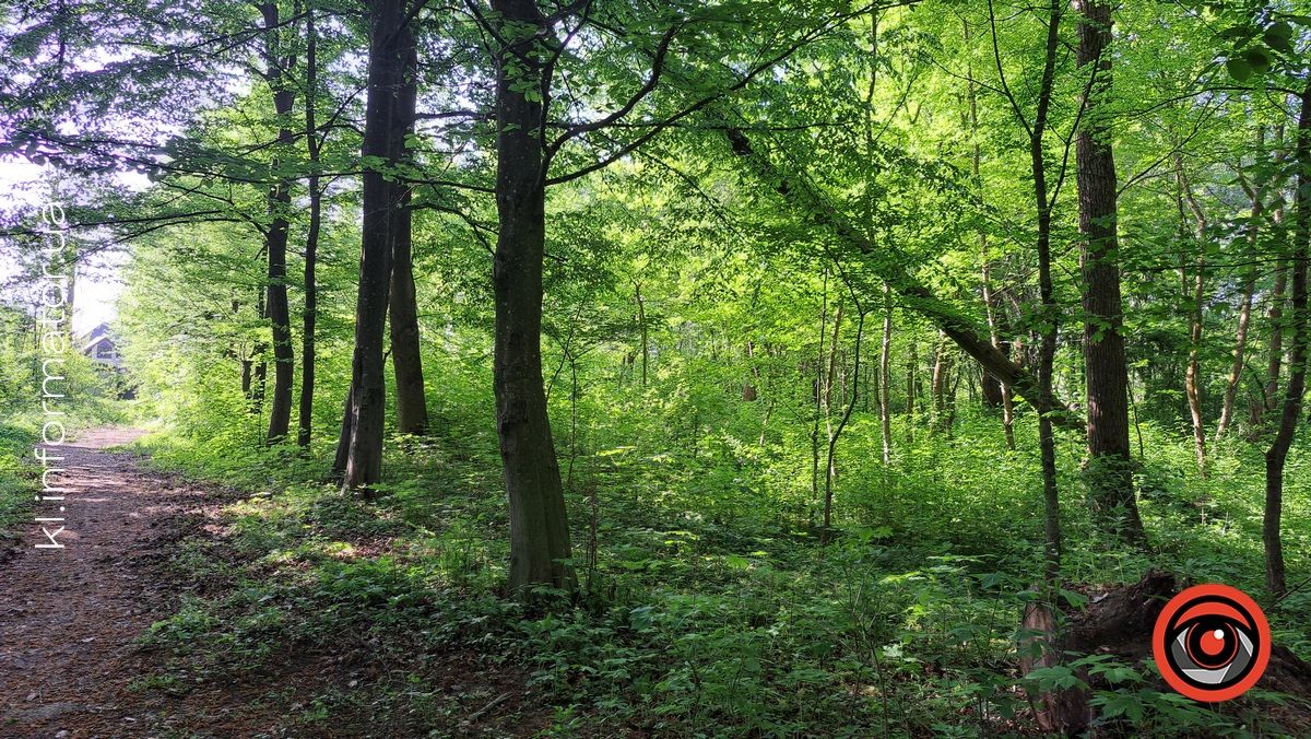 В Шевченківському парку Коломиї попадали дерева 4