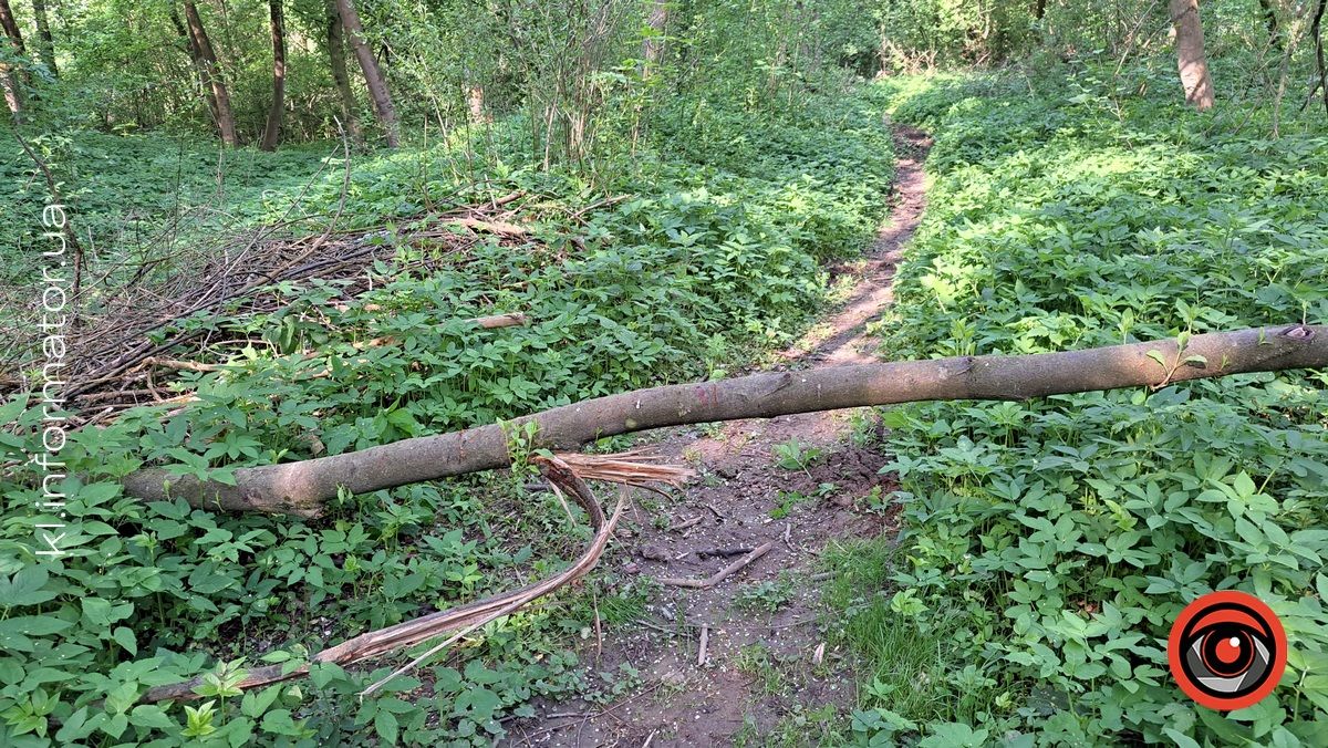 В Шевченківському парку Коломиї попадали дерева 5