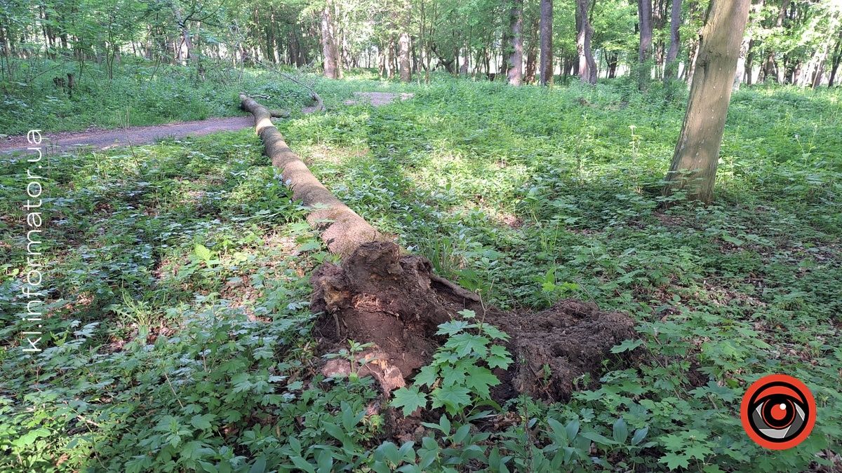 впало дерево