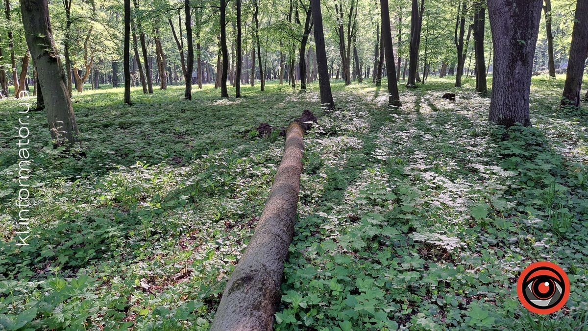 В Шевченківському парку Коломиї попадали дерева 3