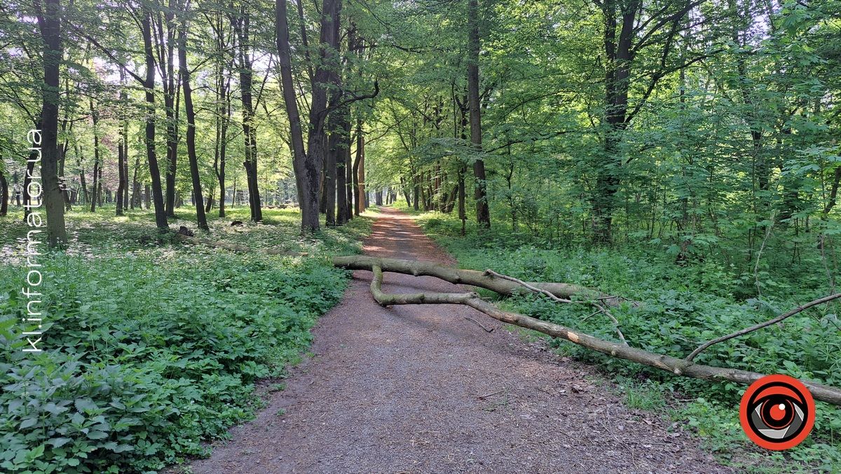 В Шевченківському парку Коломиї попадали дерева 2