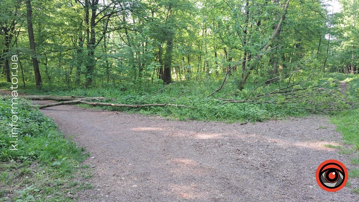 В Шевченківському парку Коломиї попадали дерева 1