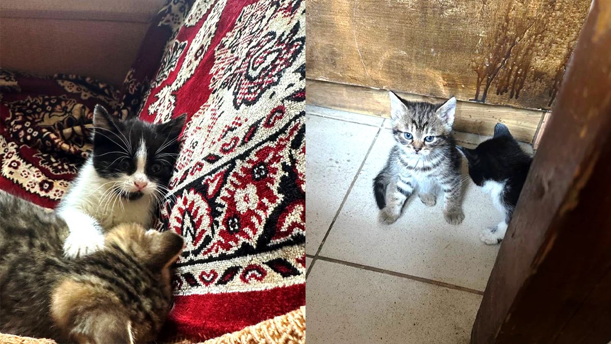 Пухнастики у Коломиї, які все ще не знайшли свою домівку 1