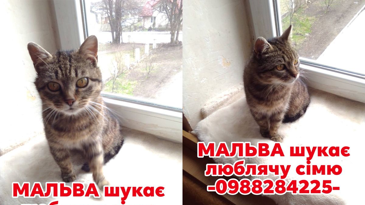 Пухнастики у Коломиї, які все ще не знайшли свою домівку 4