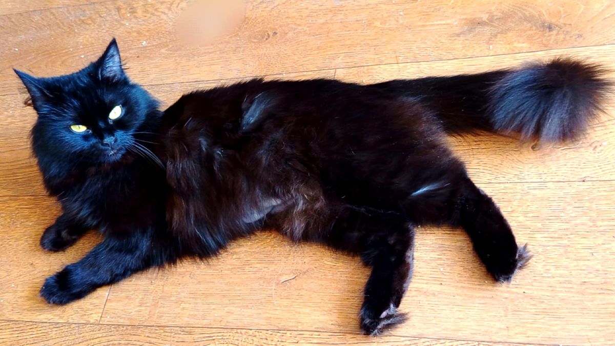 Пухнастики у Коломиї, які все ще не знайшли свою домівку 2