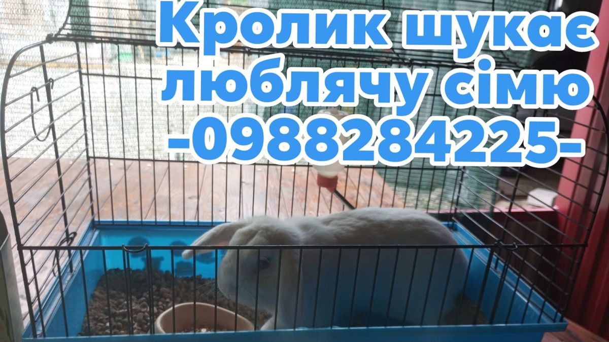 Пухнастики у Коломиї, які все ще не знайшли свою домівку 3