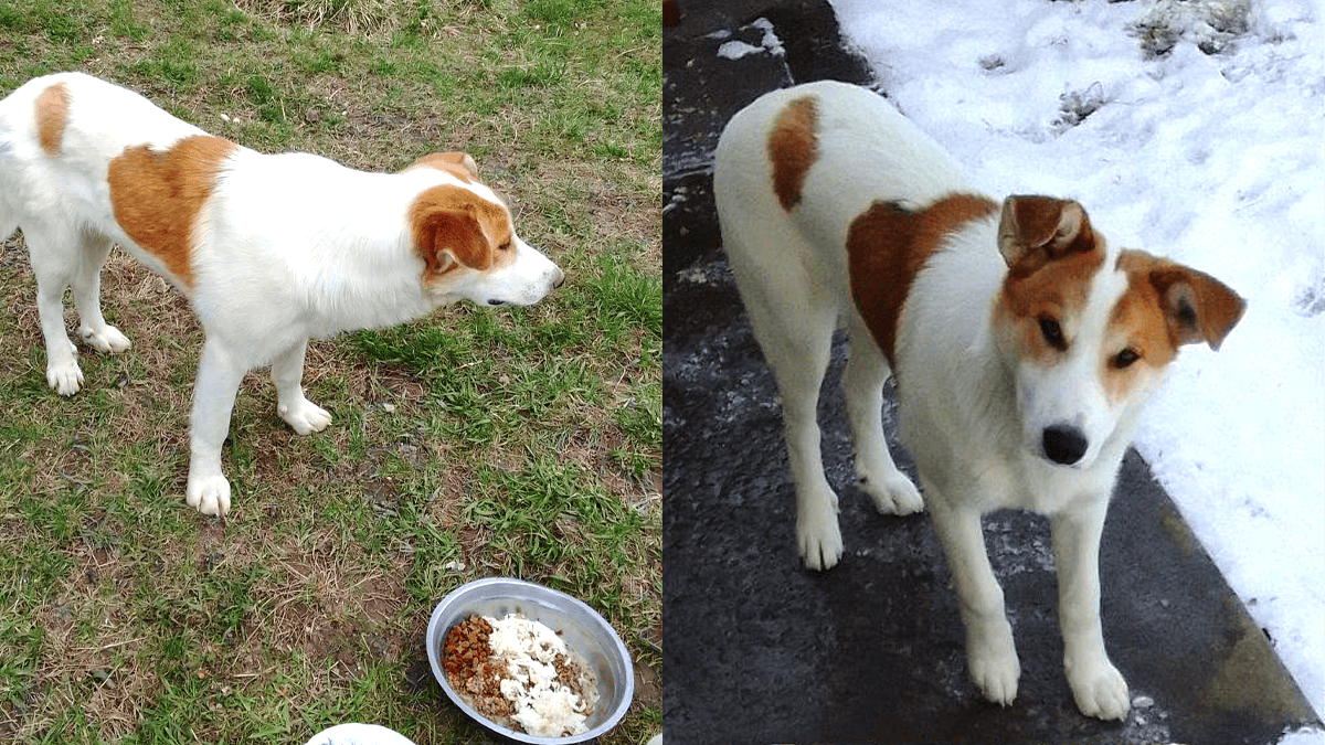 Пухнастики у Коломиї, які все ще не знайшли свою домівку 5
