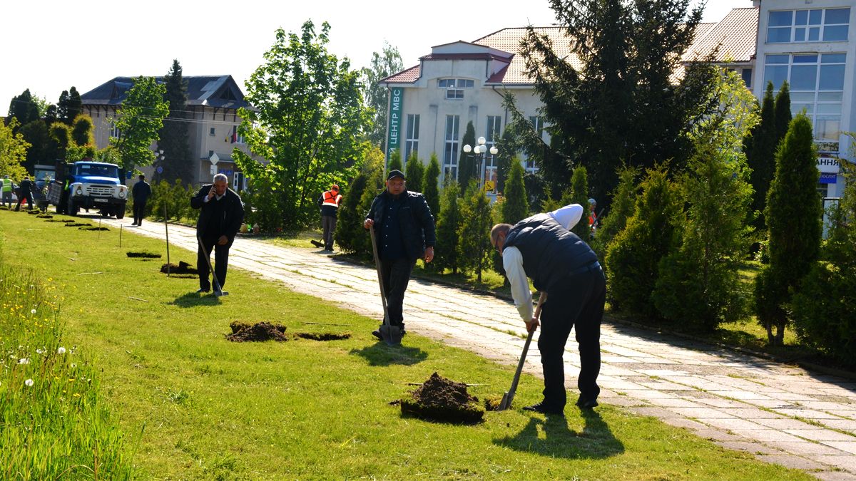До Дня матері у Надвірній висадили алею сакур 2