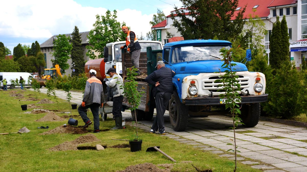 До Дня матері у Надвірній висадили алею сакур 1