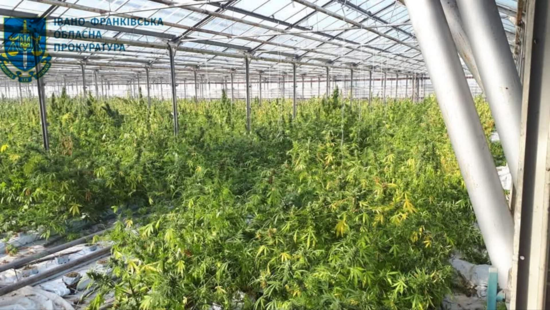 Суд виніс вирок організаторам масштабної нарколабораторії на Косівщині 1