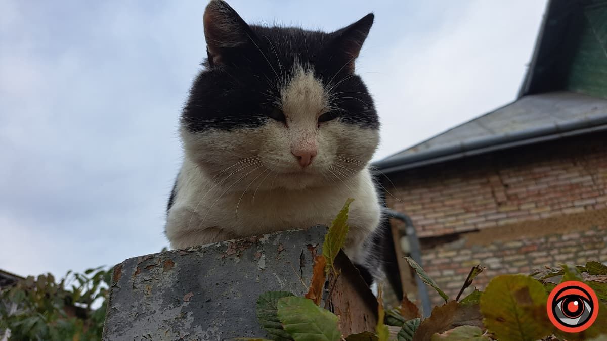 У Снятинській громаді безкоштовно стерилізуватимуть кішок та собак