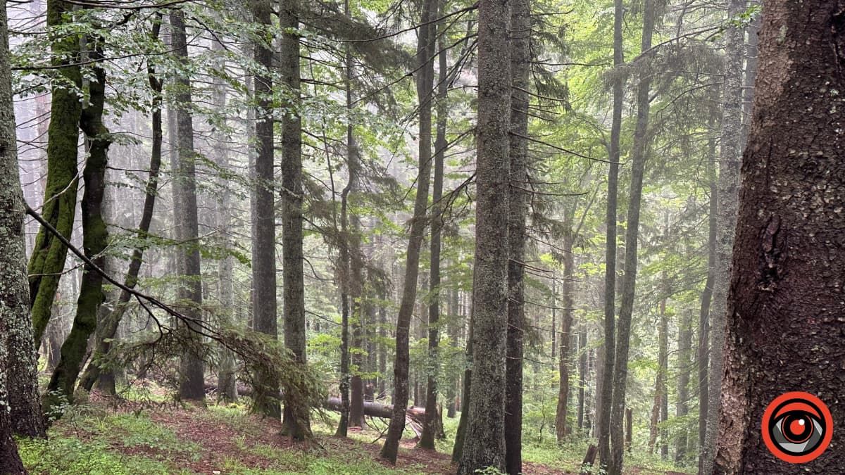 На Прикарпатті обмежать в'їзд та перебування на території лісів