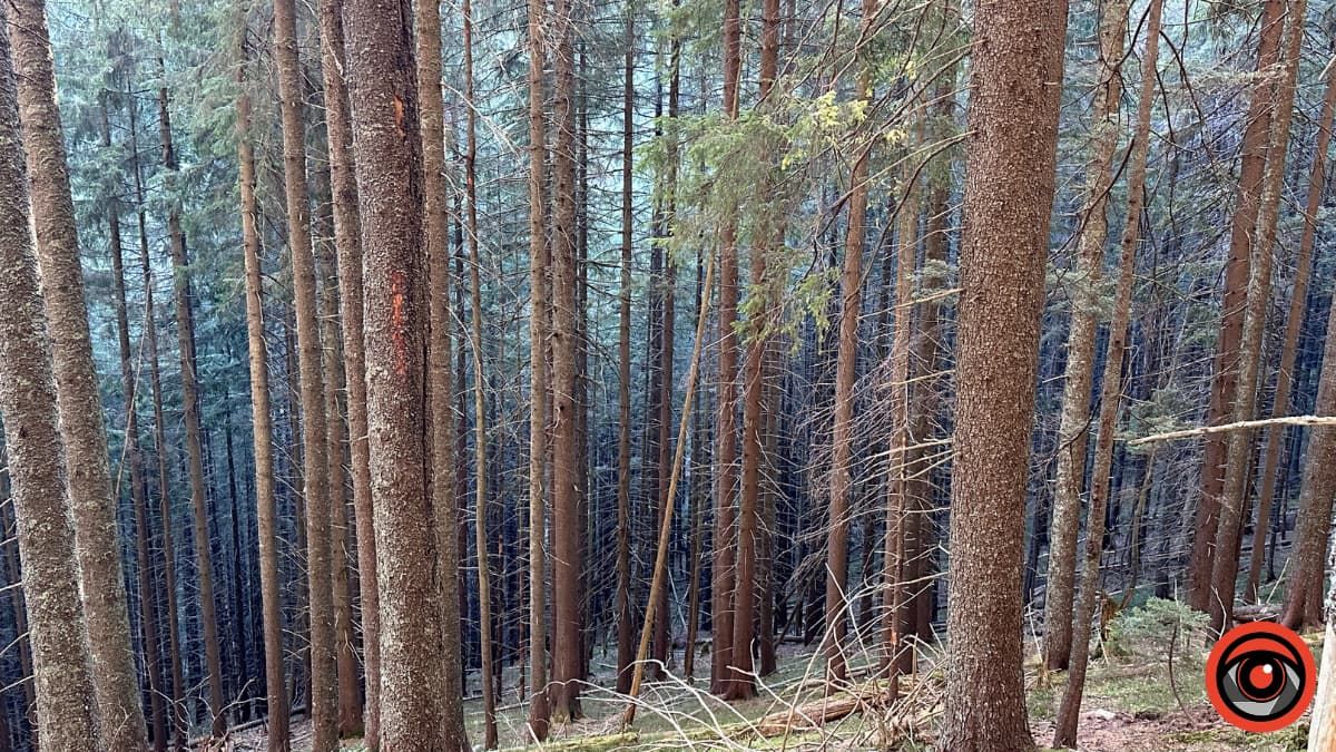 На Надвірнянщині суд повернув лісові землі у власність держави