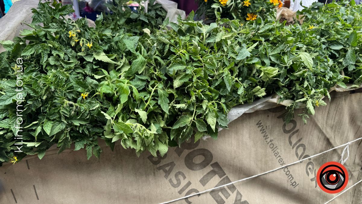 Яка вартість розсади на ринку в Коломиї