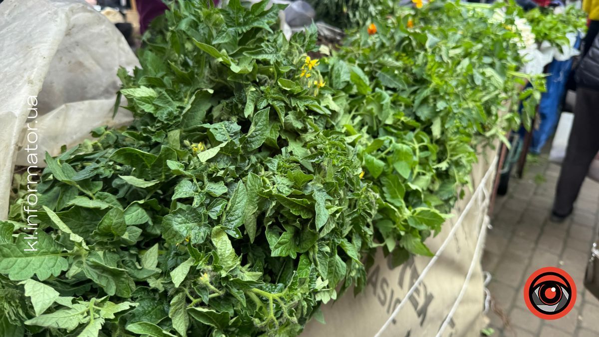 Яка вартість розсади на ринку в Коломиї 1