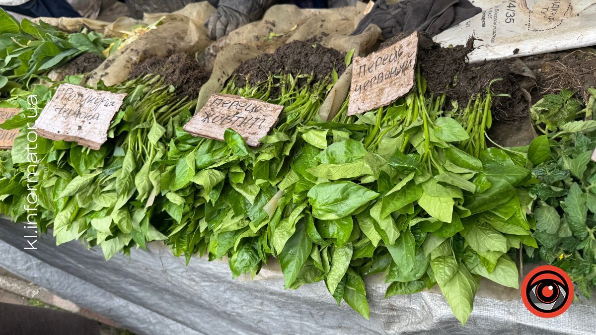 Яка вартість розсади на ринку в Коломиї 2