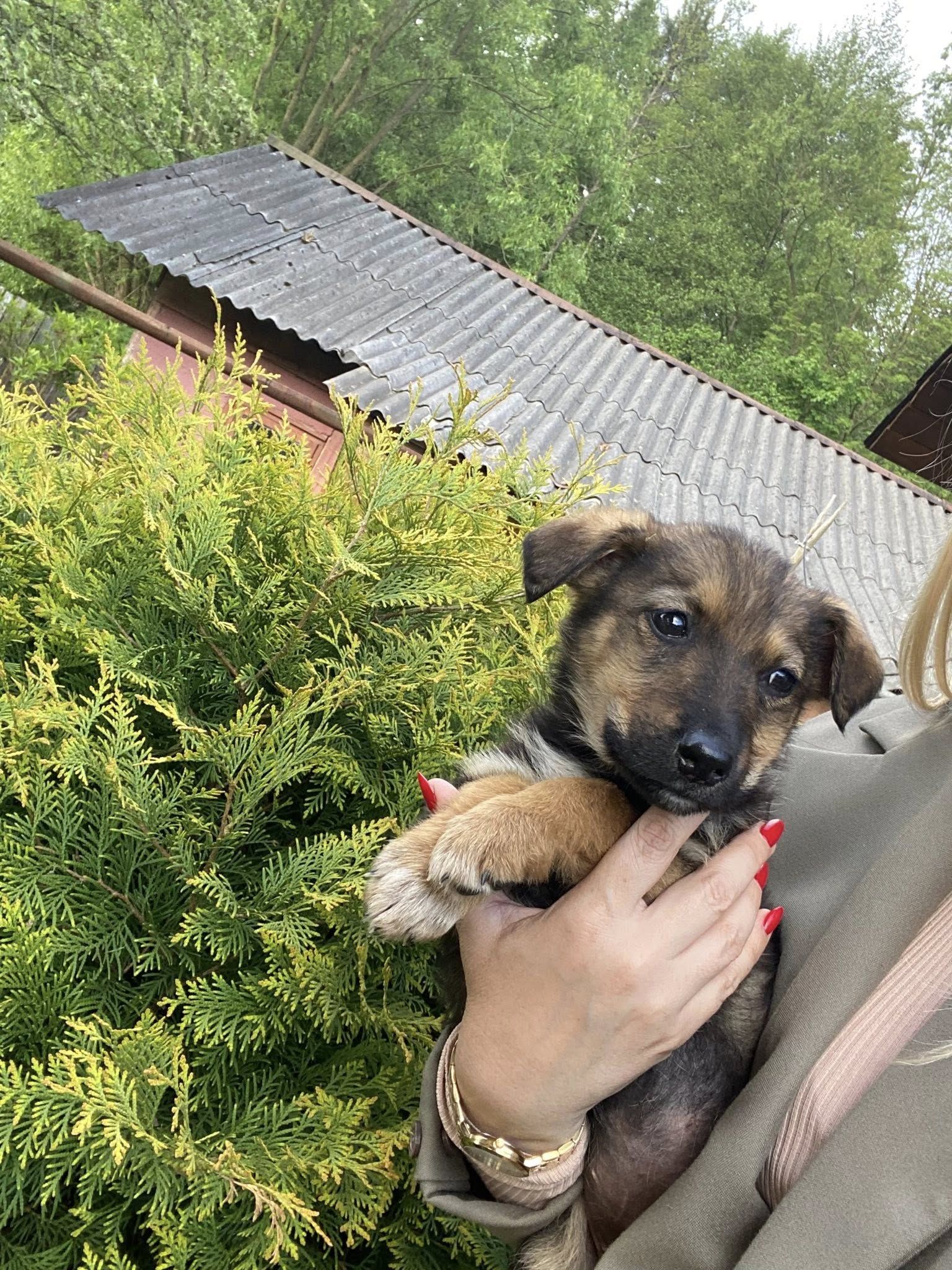 Коломийські чотирилапі шукають нову домівку 1