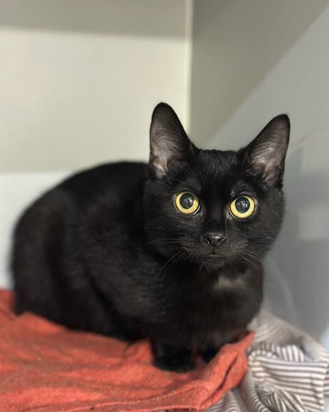 Коломийські чотирилапі шукають нову домівку 2