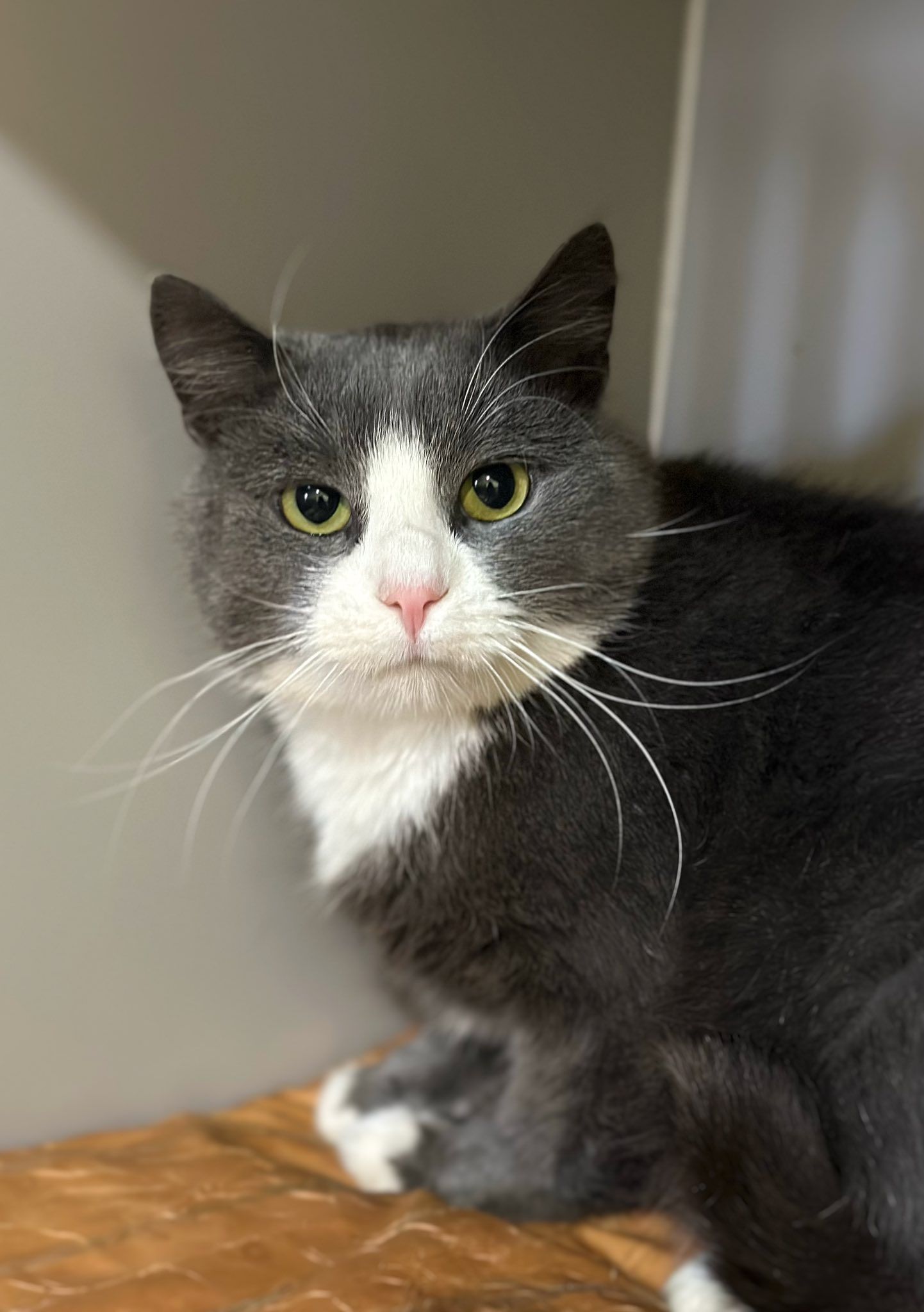 Коломийські чотирилапі шукають нову домівку 4