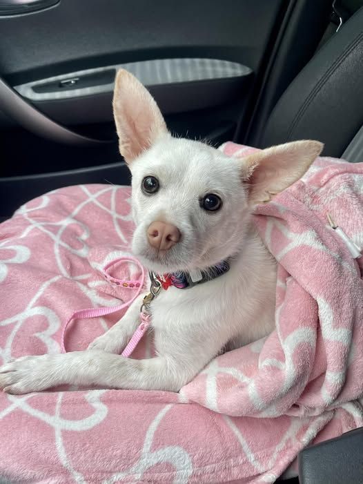 Коломийські чотирилапі шукають нову домівку 3