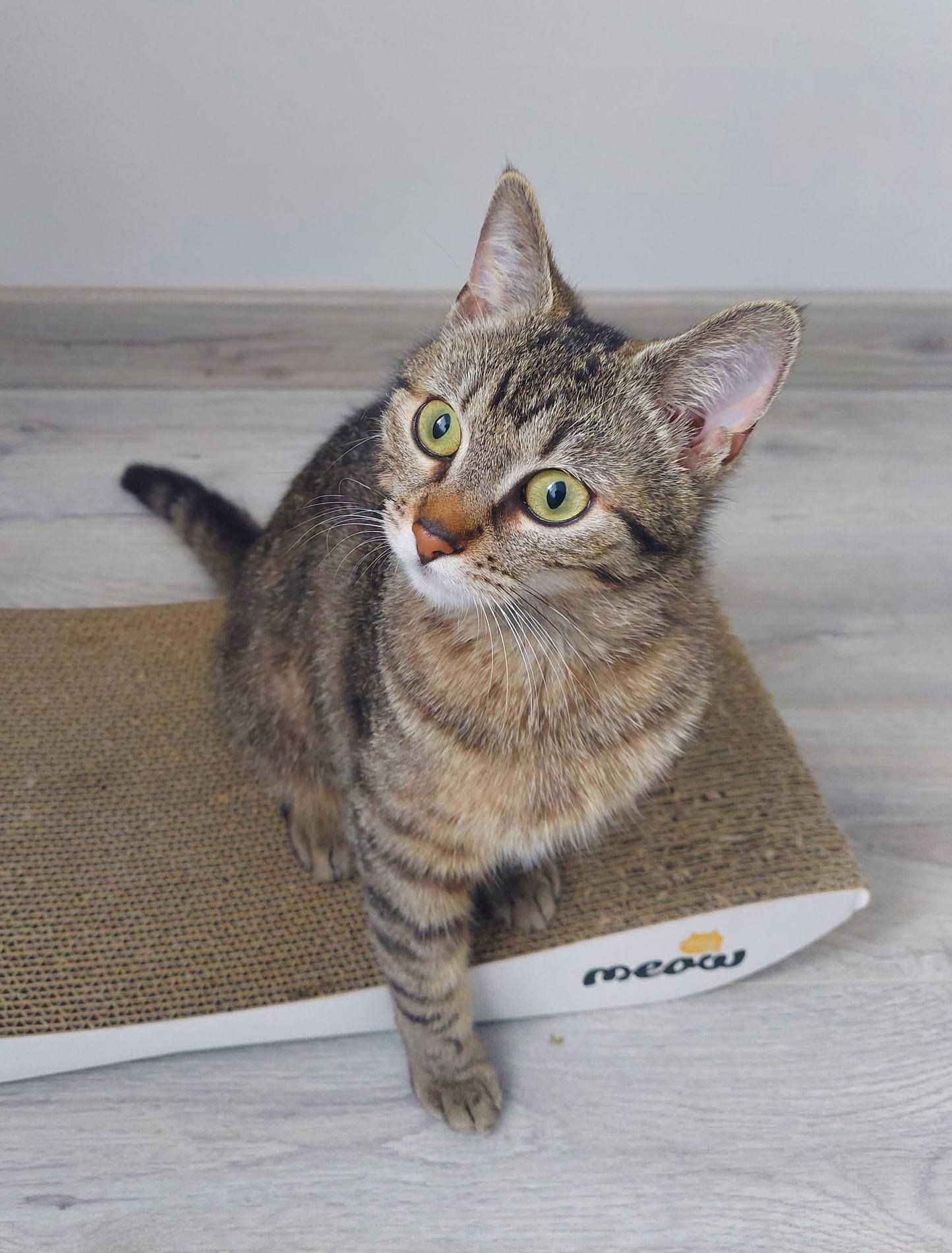 Коломийські чотирилапі шукають нову домівку 5