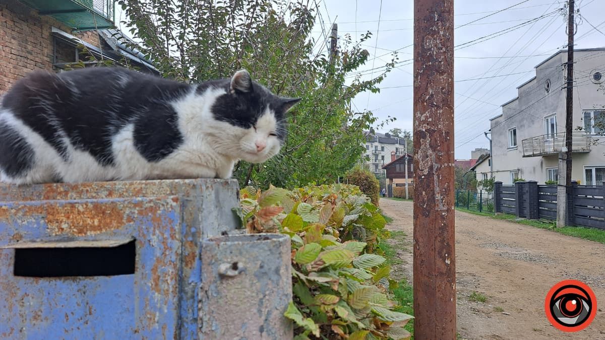 Коломийські чотирилапі шукають нову домівку