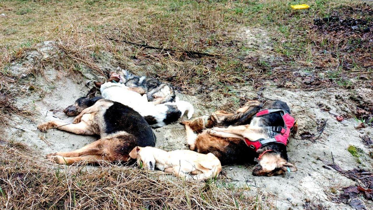 На Прикарпатті знайшли мертвих собак, волонтерка з перетримки зникла, а поліція розпочала розслідування