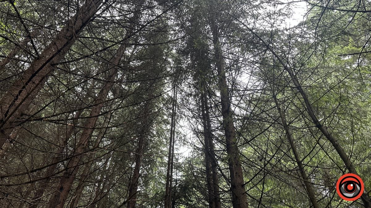 На Прикарпатті судитимуть майстра лісу, який завдав понад 150 тис грн збитків через службову недбалість