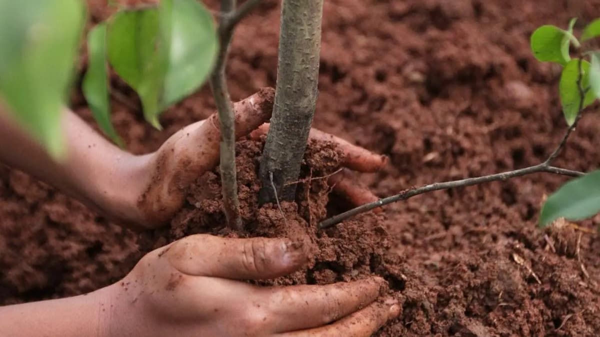 Календар городника на 2–8 червня: найкращі дні для посіву та посадки