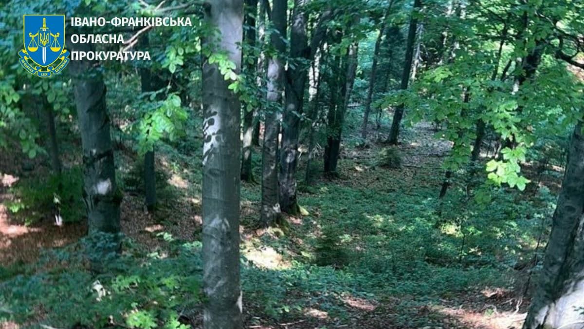 Вирубали лісу на понад 25 млн грн: лісника Косівщини підозрюють у злочині