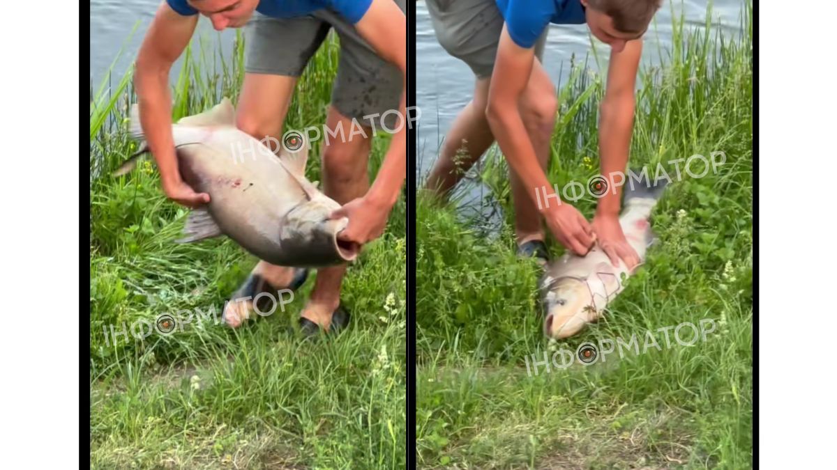 Впіймана велетенська риба на озері в Коломиї. Скрін з відео