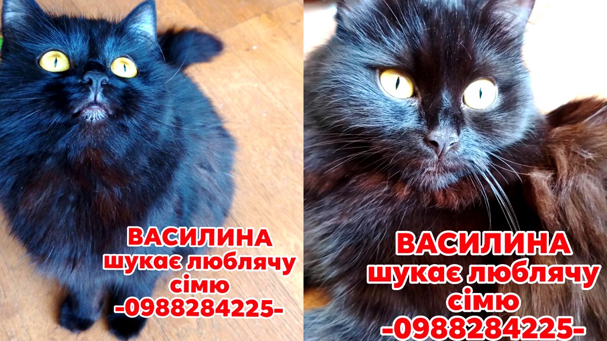 Пухнастики в Коломиї все ще шукають новий дім 2