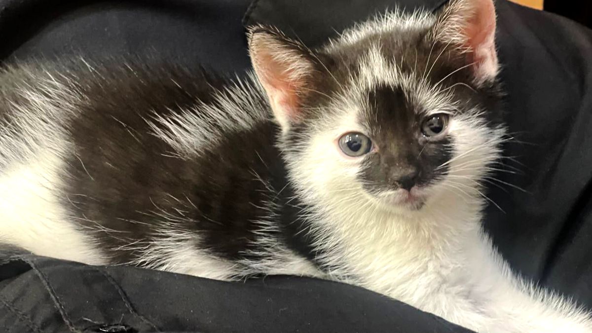 Пухнастики в Коломиї все ще шукають новий дім 4