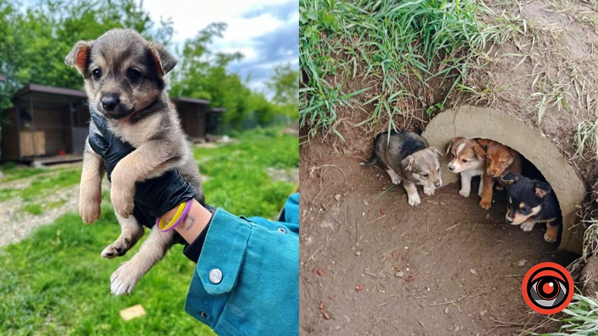 Пухнастики в Коломиї все ще шукають новий дім 5