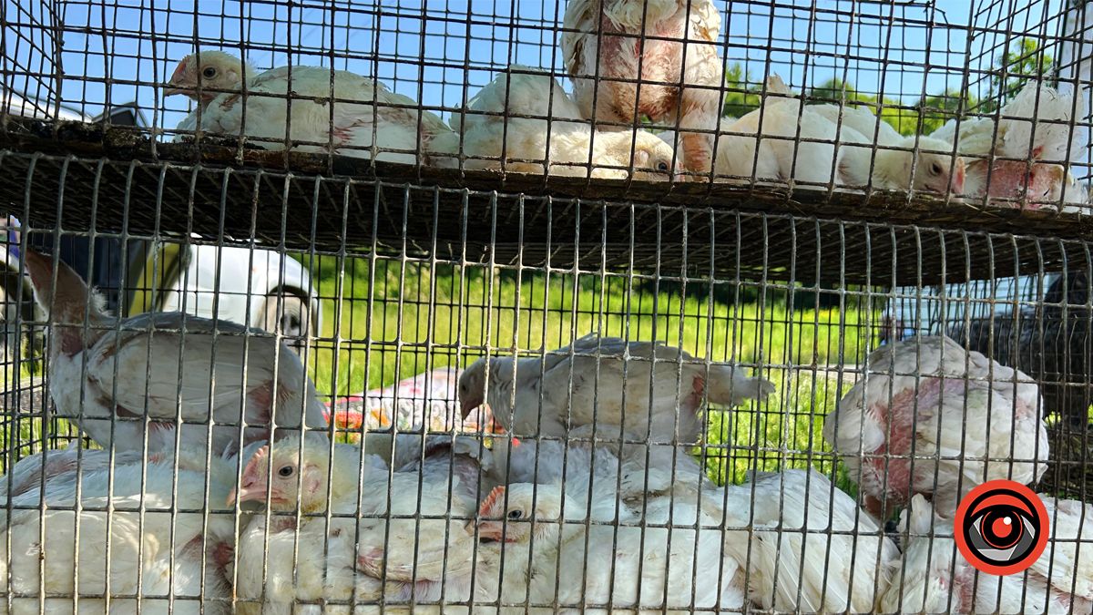 Смоднянський «Косівський» ринок: там, де живе справжній колорит 4