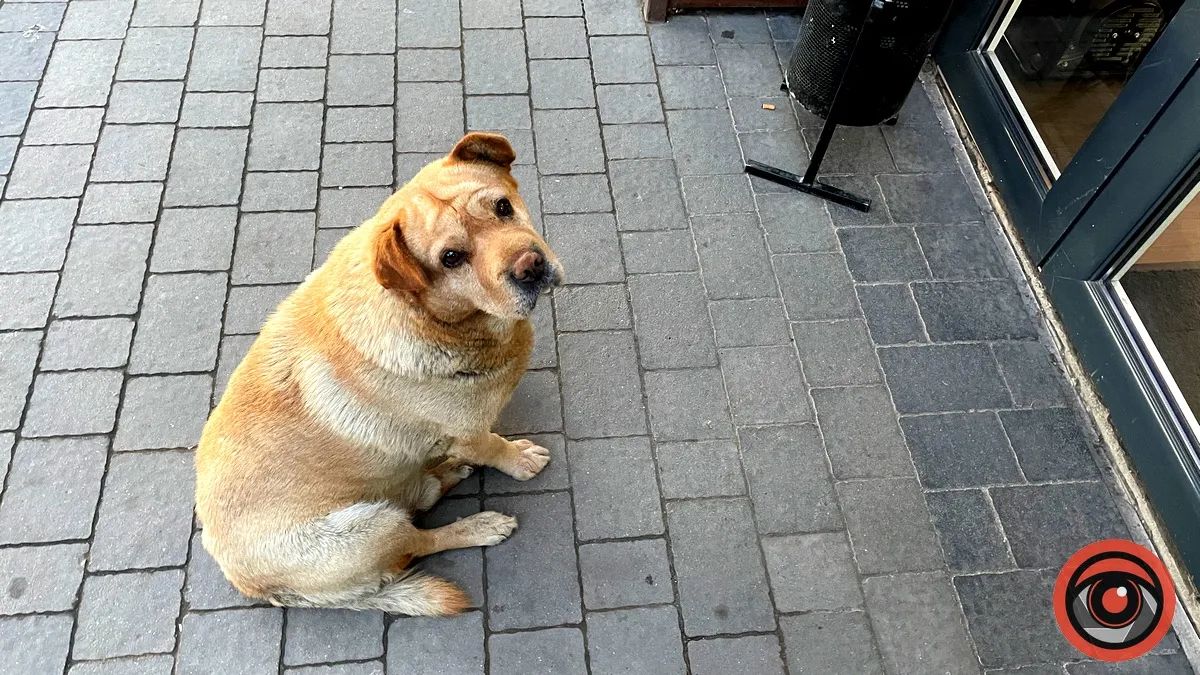 Безкоштовно стерилізуватимуть  безпритульних тварин у Надвірнянській громаді