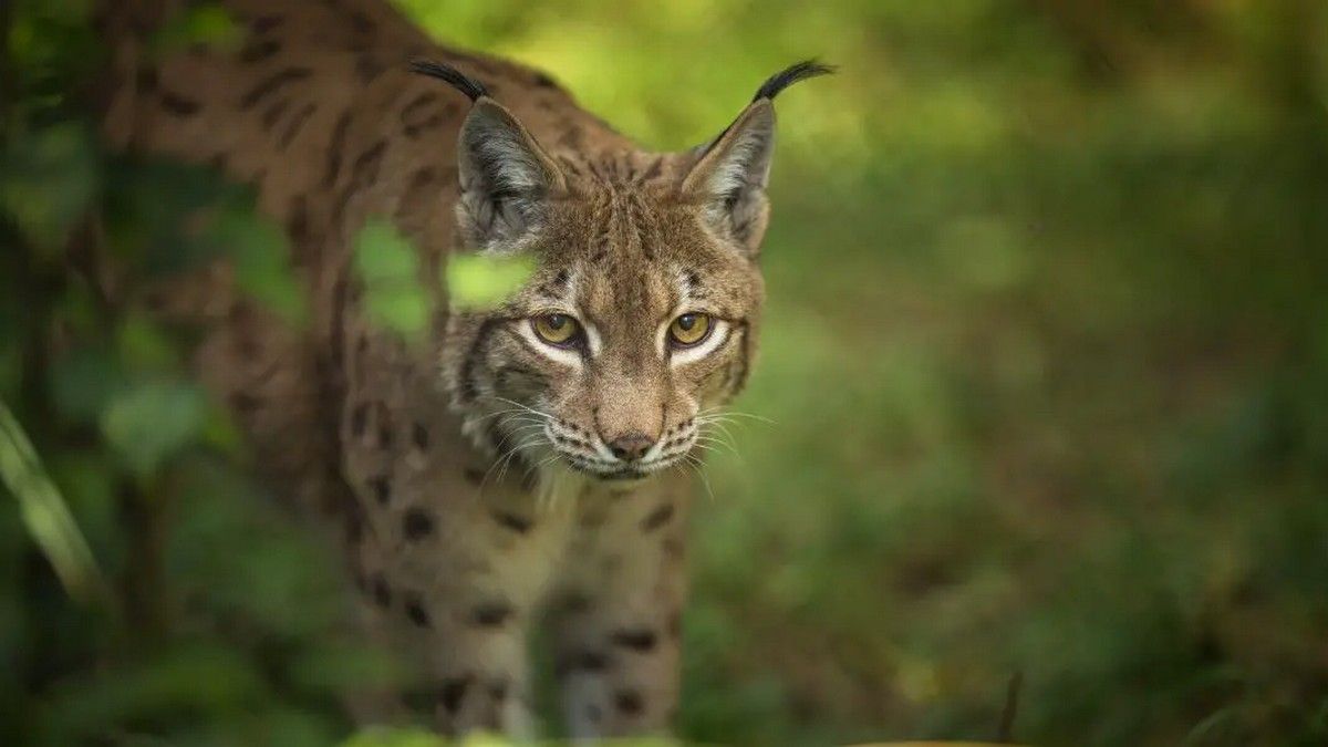 Цей день в календарі: свята, прикмети та іменини 11 червня