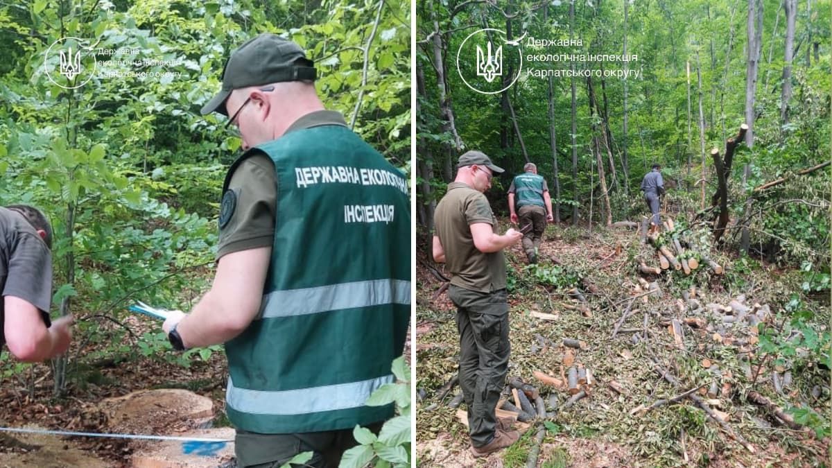 Майже 17 млн грн збитків: на території нацпарку "Гуцульщина" виявили масштабну рубку дерев