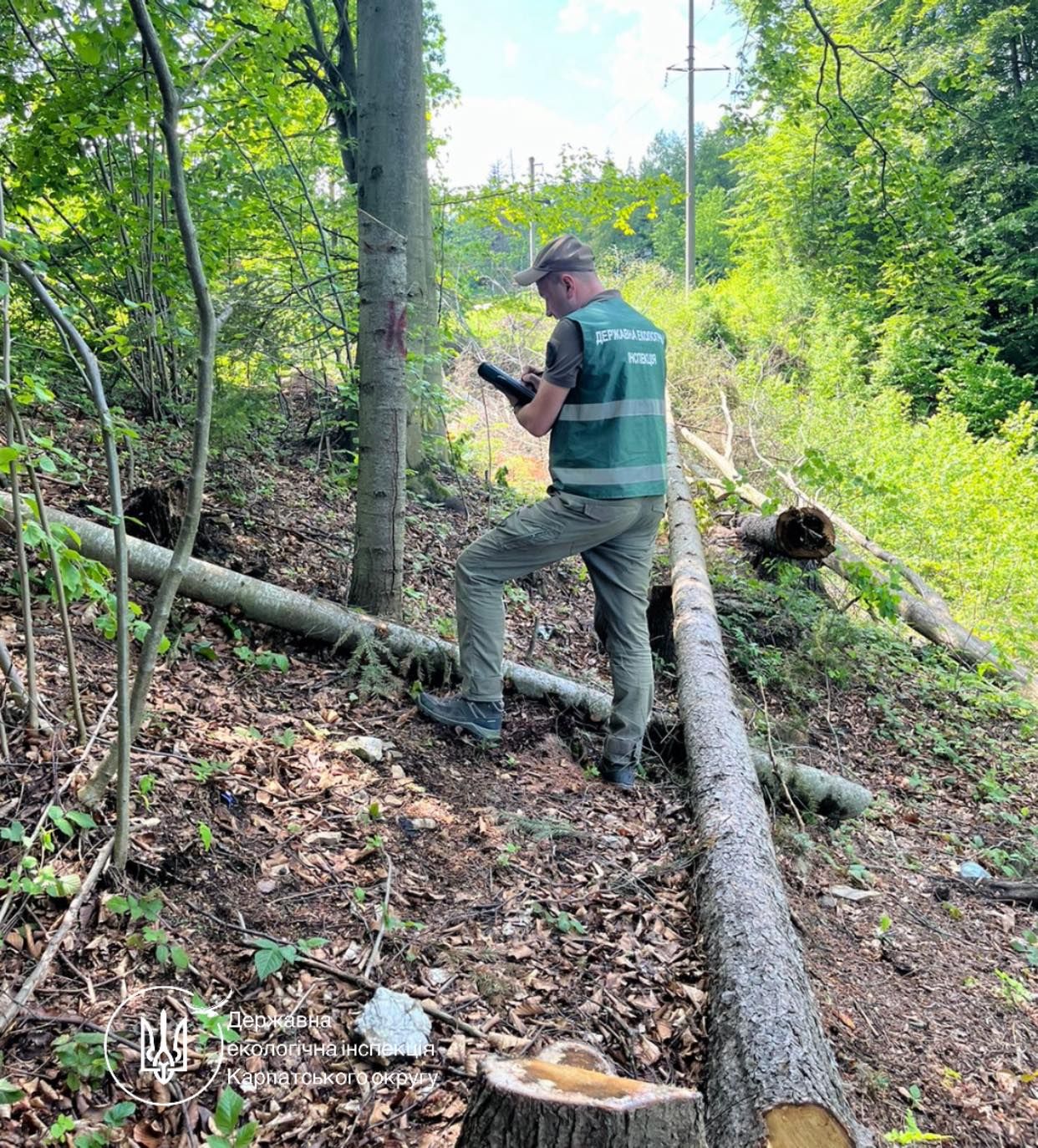 Майже 17 млн грн збитків: на території нацпарку "Гуцульщина" виявили масштабну рубку дерев 1